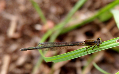 [A top-down view of a damselfly on a blade of grass. The wings are like black lace over its greenish-brown body. It's thorax and legs seem to be all brown. The undersides of this damselfly are not visible.]